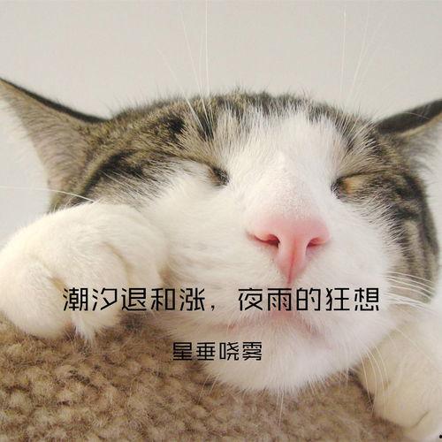 娱乐吃瓜猫原声,揭秘娱乐圈幕后故事