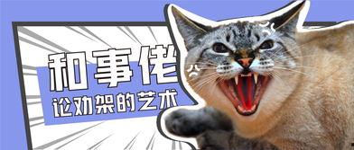 娱乐吃瓜猫原声,揭秘娱乐圈幕后故事