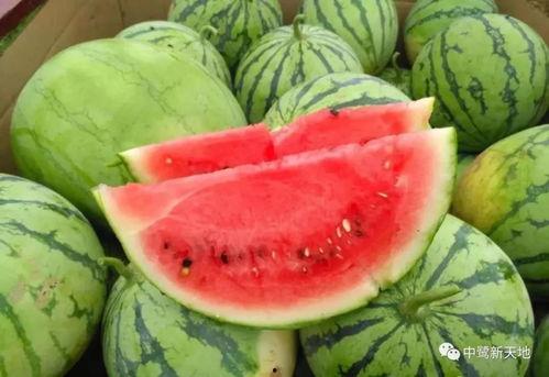 娱乐家吃瓜,揭秘明星们的“吃瓜”日常